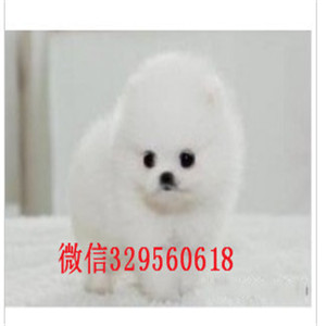  温州哪里有纯种博美博美好养吗小体博美犬纯色哈多利球体博美