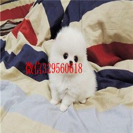  大连哪里有博美卖多少钱哈多利球体博美博美