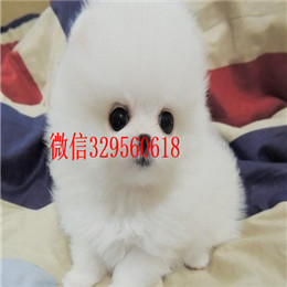  青岛哪里有纯种博美黄色博美出售博美掉毛吗哈多利版球体博美幼犬