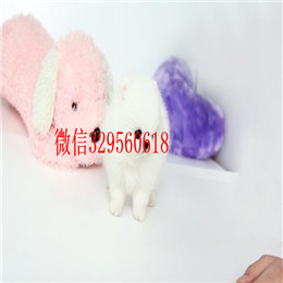  周口哪里有纯种博美哈多利球体博美出售纯种博美幼犬英系博美 小博美