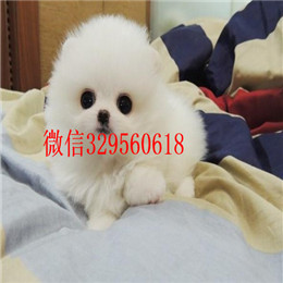  青岛哪里有纯种博美黄色博美出售博美掉毛吗哈多利版球体博美幼犬