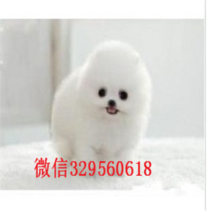  温州哪里有纯种博美博美好养吗小体博美犬纯色哈多利球体博美