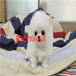  青岛哪里有纯种博美黄色博美出售博美掉毛吗哈多利版球体博美幼犬