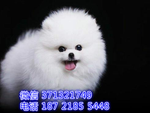 博美出售茶杯体博美 大连犬舍出售博美犬 小型