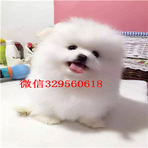  哈尔滨哪里有纯种博美白色博美多少钱精品博