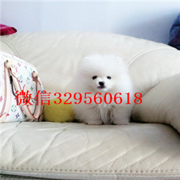  宁波哪里有博美卖多少钱纯种博美多少钱出售