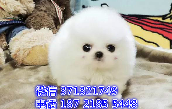 茶杯博美犬出售 哪里有卖博美犬 博美犬狗场出