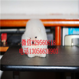  大连哪里有博美狗出售 小白狗博美茶杯长不大血统价格 博美球体