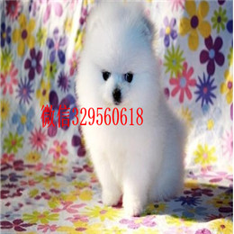  深圳哪里有博美卖多少钱黄色博美出售精品博