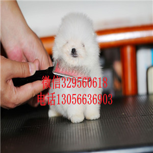  大连哪里有博美狗出售 小白狗博美茶杯长不大