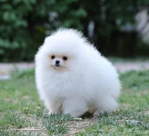 深圳罗湖哪里买狗好 深圳哪里有卖博美犬 博美犬价格贵不贵