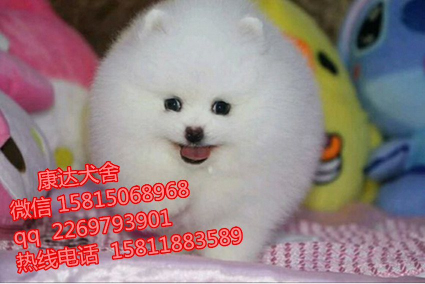 东莞哪里有卖博美,哪有宠物店卖博美