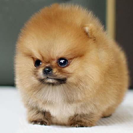 深圳罗湖哪里买狗好 深圳哪里有卖博美犬 博美犬价格贵不贵