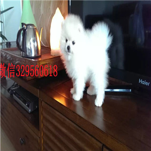  无锡纯种哈多利球体博美 自家犬舍繁殖 签健