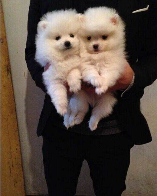 玉溪卖博美玉溪哪里买到纯种博美小狗