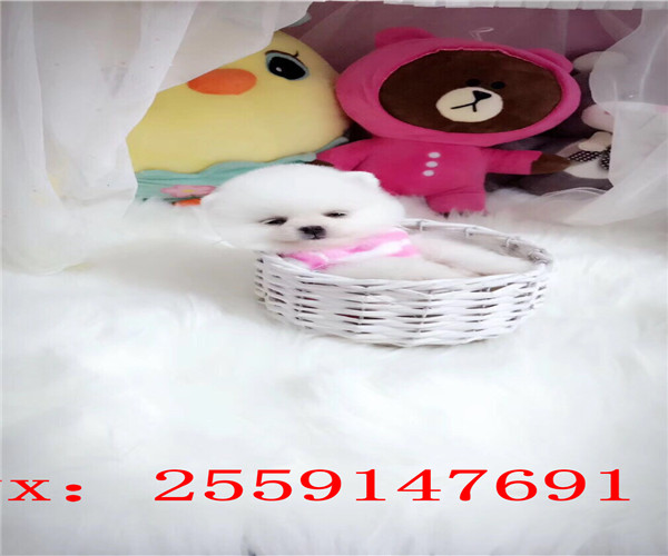 南昌哪里卖纯种博美犬 南昌黄色博美价格是多