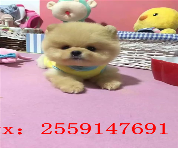 长沙哪里卖纯种博美 长沙球体博美多少钱 长沙