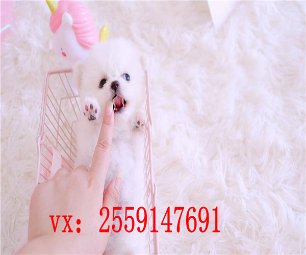 东莞哪里卖黄色博美犬 东莞白色博美怎么卖的 