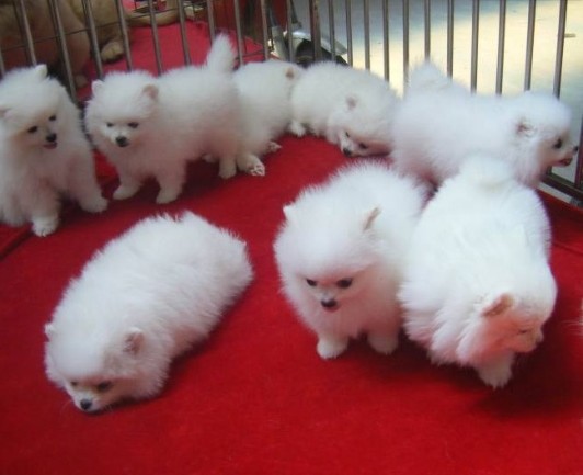 楚雄哪里买卖纯种博美犬价格楚雄狗场长期出售