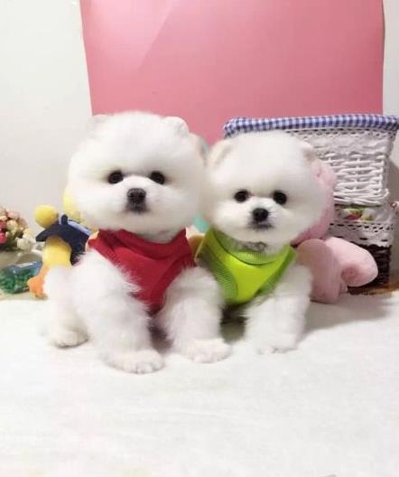 无锡宠物狗狗出售博美犬幼犬袖珍犬茶杯狗领养