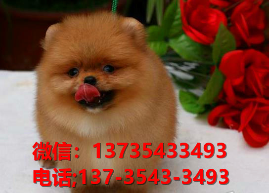 长沙宠物狗哪里有领养 网上纯种博美犬多少一只 卖狗买狗