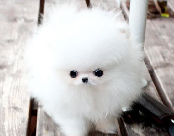 厦门宠物狗犬舍出售纯种博美犬袖珍犬俊介网上