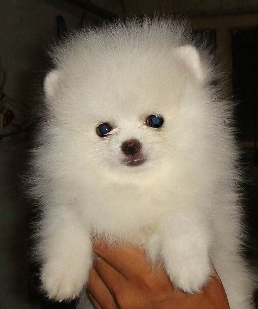 峨山卖博美峨山哪里买到纯种博美