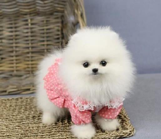 苏州宠物狗犬舍出售纯种博美犬 迷你袖珍犬领