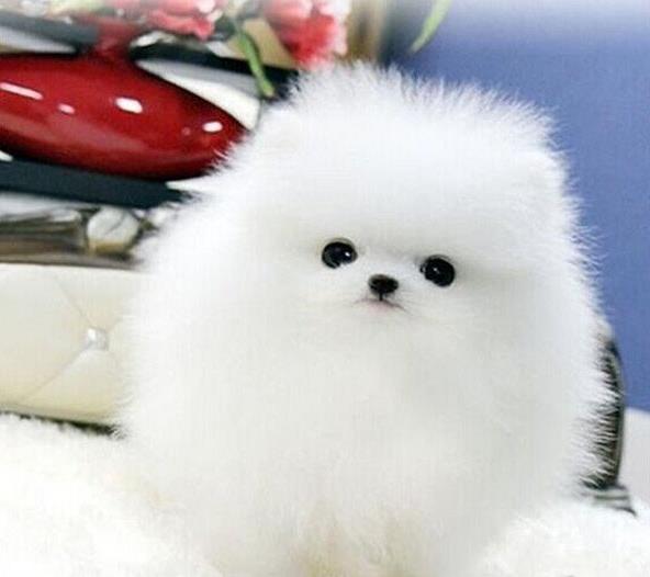 东莞宠物狗犬舍出售纯种博美犬茶杯犬袖珍犬领养狗卖狗