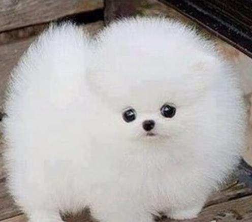 深圳宠物狗哪里有领养 网上纯种博美犬多少一