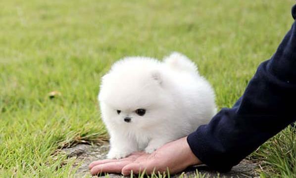 重庆宠物狗犬舍出售纯种博美犬袖珍犬俊介网上哪里有卖