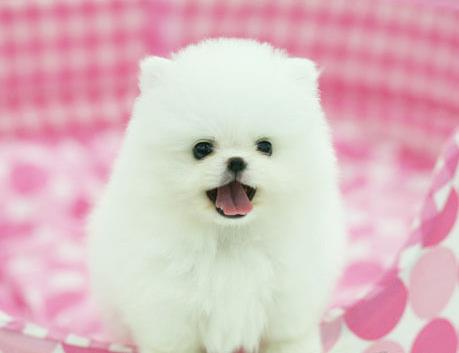 青岛宠物狗犬舍出售纯种博美犬袖珍犬俊介网上