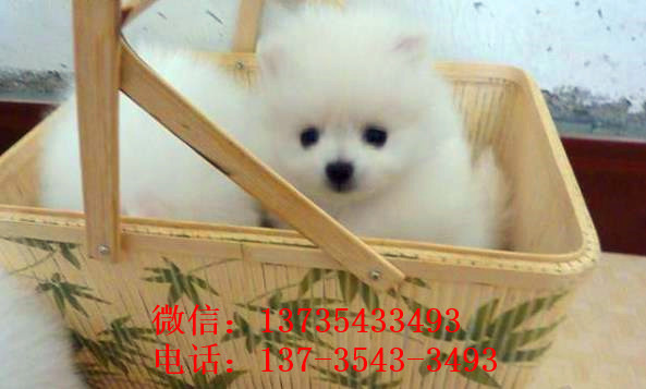 广州宠物狗狗出售博美犬幼犬袖珍犬茶杯狗领养