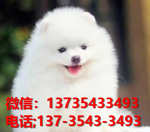 重庆宠物狗哪里有领养 网上纯种博美犬多少一只 卖狗买狗