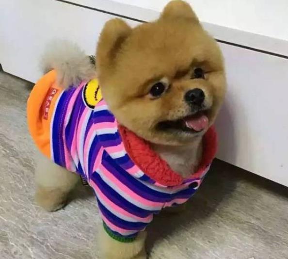 宁波宠物狗狗出售纯种博美犬迷你袖珍犬领养茶