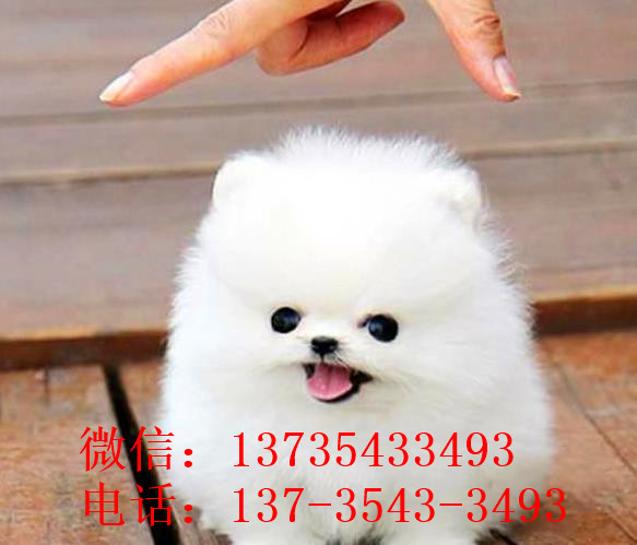 哈尔滨狗场出售纯种博美犬领养宠物狗市场在哪卖狗哪有买狗