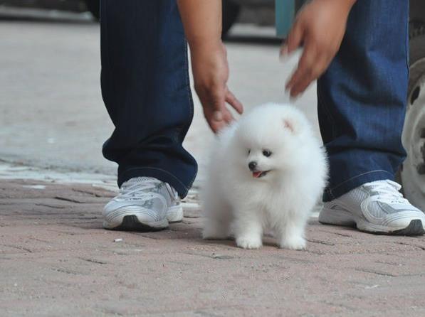 湖州犬舍出售纯种博美犬茶杯犬俊介买狗卖狗