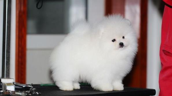 温州宠物狗犬舍出售纯种博美犬茶杯犬袖珍犬领