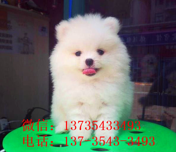 苏州宠物狗狗出售纯种博美犬迷你袖珍犬领养茶杯狗