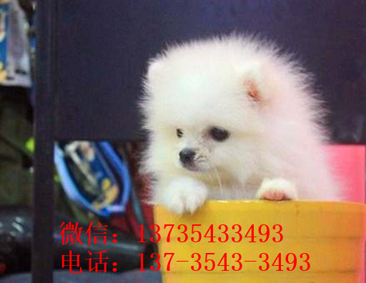 重庆犬舍出售纯种博美犬宠物狗市场在哪卖狗买狗