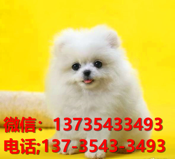 西安宠物狗犬舍出售纯种博美犬袖珍犬俊介网上哪里有卖