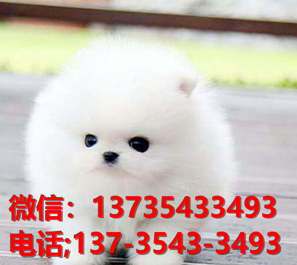 西安宠物狗犬舍出售纯种博美犬袖珍犬俊介网上哪里有卖