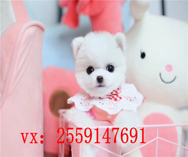 西安博美犬舍 西安纯种博美价格 西安黄色博美多少钱 西安哪里卖健康的博美