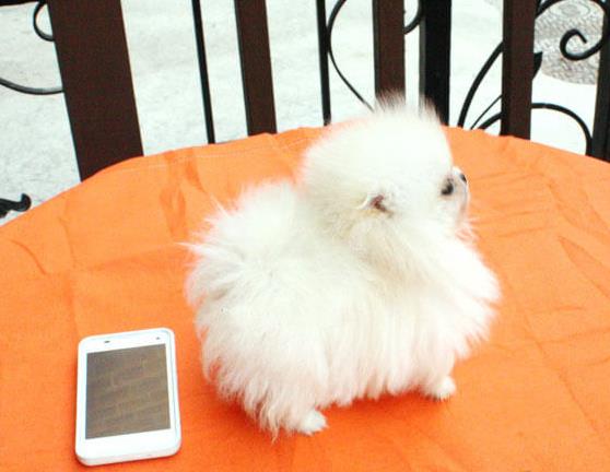 日照宠物狗犬舍出售纯种博美犬袖珍犬俊介网上