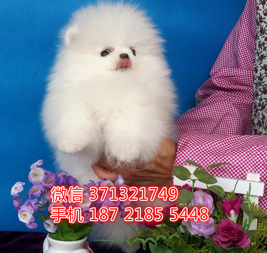 博美出售纯种，一窝小型犬博美狗狗，疫苗做好博美