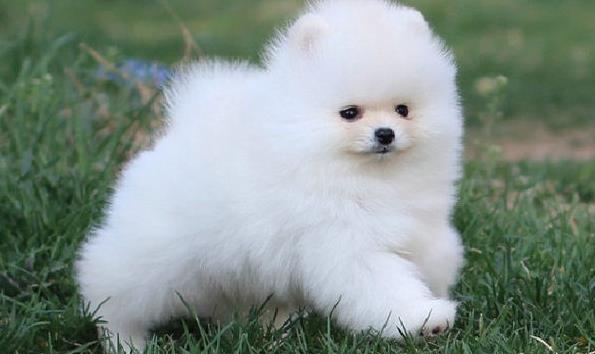 哈尔滨狗场出售纯种博美犬领养宠物狗市场在哪