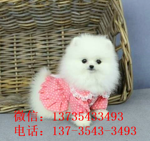 重庆犬舍出售纯种博美犬宠物狗市场在哪卖狗买狗