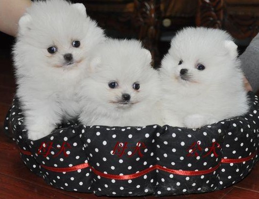 玉溪本地纯种博美犬价格玉溪狗场博美幼犬出售