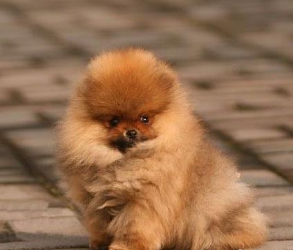 哈尔滨宠物狗犬舍出售纯种博美犬 迷你袖珍犬领养买狗在哪