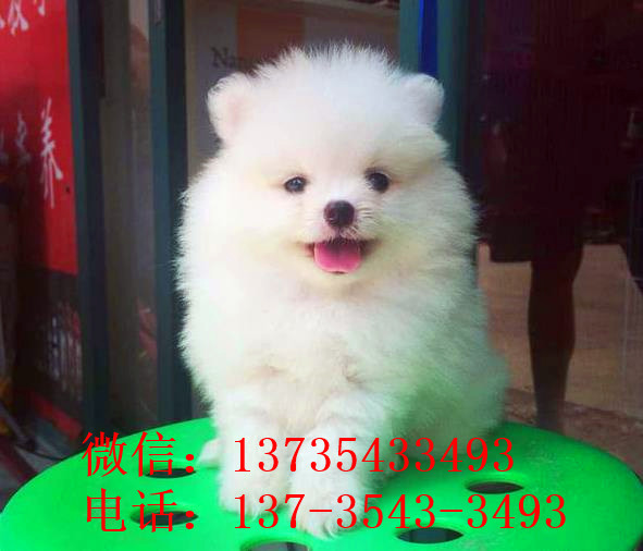 苏州宠物狗狗出售纯种博美犬迷你袖珍犬领养茶杯狗